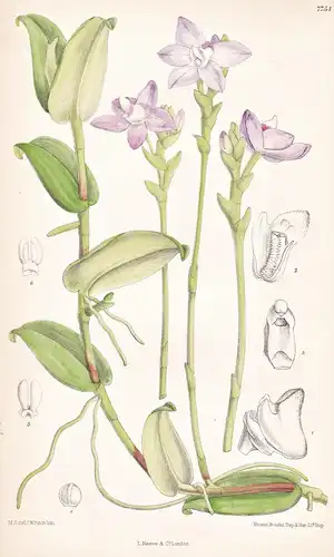 Sarcochilus Lilacinus. Tab 7754 - Malay Peninsula Malaiische Halbinsel / Orchidee orchid / Pflanze Planzen pla