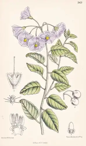 Solanum Xanti. Tab 7821 - California Kalifornien / Pflanze Planzen plant plants / flower flowers Blume Blumen
