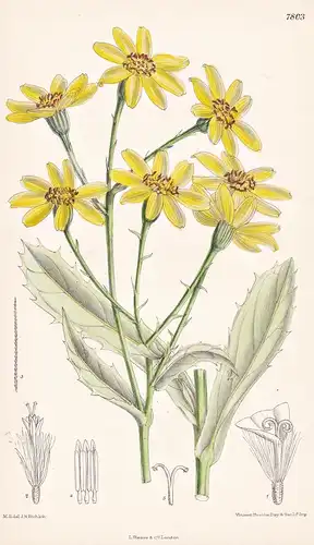 Senecio Magnificus. Tab 7803 - Australia Australien / Pflanze Planzen plant plants / flower flowers Blume Blum