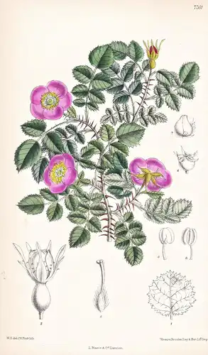 Rosa Seraphini. Tab 7761 - Italy Italien / Rose / Pflanze Planzen plant plants / flower flowers Blume Blumen /