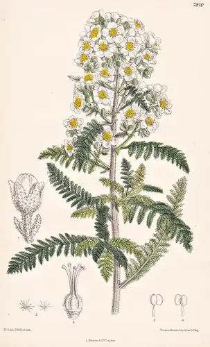 Spiraea Millefolium. Tab 7810 - California Kalifornien / Pflanze Planzen plant plants / flower flowers Blume B