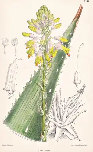 Aloe Oligospila. Tab 7834 - Abyssinia Abessinien / Pflanze Planzen plant plants / flower flowers Blume Blumen