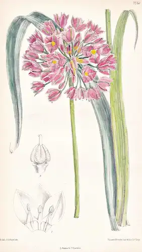 Allium Ostrowskianum. Tab 7756 - Turkestan / Pflanze Planzen plant plants / flower flowers Blume Blumen / bota
