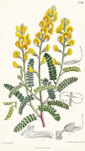 Adesmia Boronioides. Tab 7748 - Patagonia Patagonien / Pflanze Planzen plant plants / flower flowers Blume Blu