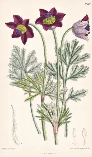 Anemone Cernua. Tab 7858 - Japan / Pflanze Planzen plant plants / flower flowers Blume Blumen / botanical Bota