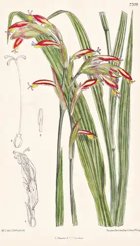 Antholyza Schweinfurthii. Tab 7709 - Abyssinia Abessinien / Pflanze Planzen plant plants / flower flowers Blum