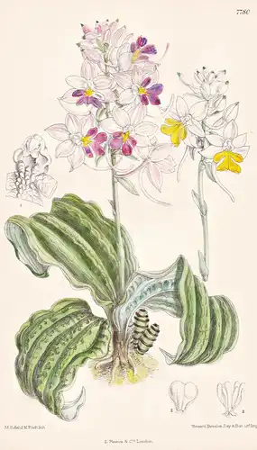 Calanthe Madagascariensis. Tab 7780 - Madagascar / Orchidee orchid / Pflanze Planzen plant plants / flower flo
