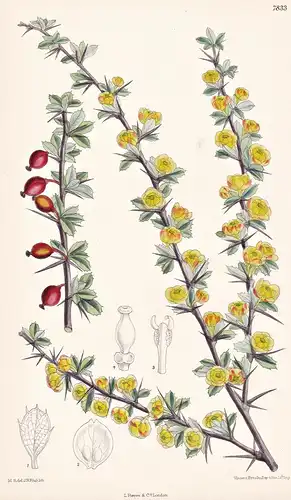 Berberis Dictyophylla. Tab 7833 - China / Pflanze Planzen plant plants / flower flowers Blume Blumen / botanic