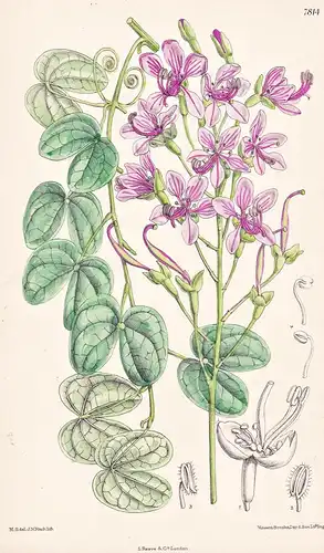 Bauhania Yunnanensis. Tab 7814 - China / Pflanze Planzen plant plants / flower flowers Blume Blumen / botanica