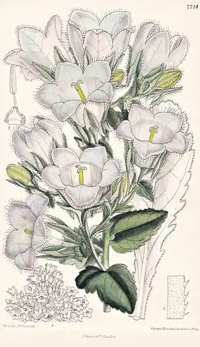 Campanula Mirabilis. Tab 7714 - Caucasus Kaukasus / Pflanze Planzen plant plants / flower flowers Blume Blumen
