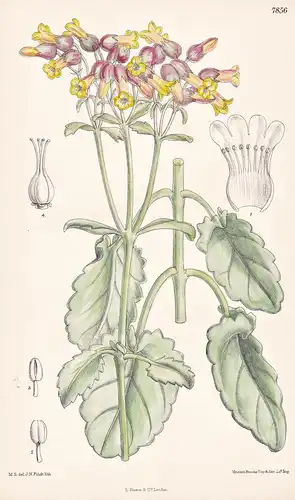 Bryophyllum Crenatum. Tab 7856 - Madagascar / Pflanze Planzen plant plants / flower flowers Blume Blumen / bot