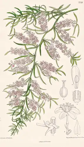 Asparagus Ternifolius. Tab 7728 - Natal / Pflanze Planzen plant plants / flower flowers Blume Blumen / botanic