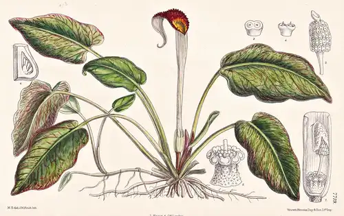 Cryptocoryne Griffithii. Tab 7719 - Malay Peninsula Malaiische Halbinsel / Pflanze Planzen plant plants / flow