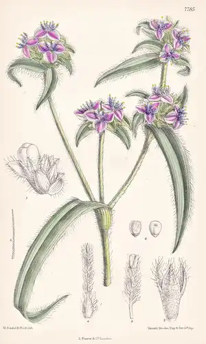 Cyanotis Hirsuta. Tab 7785 - Abyssinia Abessinien / Pflanze Planzen plant plants / flower flowers Blume Blumen
