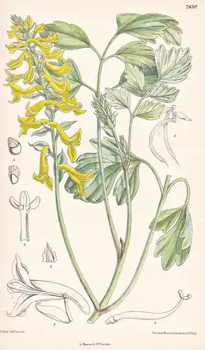 Corydalis Thalictrifolia. Tab 7830 - China / Pflanze Planzen plant plants / flower flowers Blume Blumen / bota