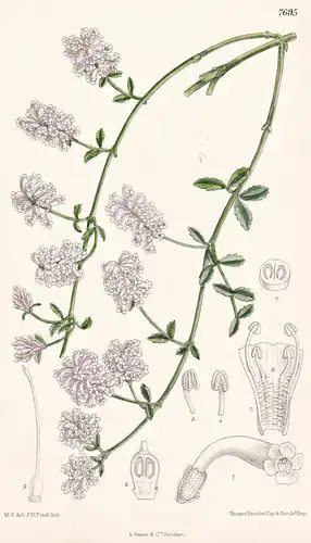 Diostea Juncea. Tab 7695 - Chile / Pflanze Planzen plant plants / flower flowers Blume Blumen / botanical Bota