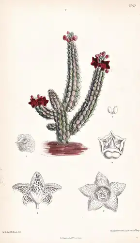 Echidnopsis Bentii. Tab 7760 - Arabia Arabien / Kaktus cactus / Pflanze Planzen plant plants / flower flowers
