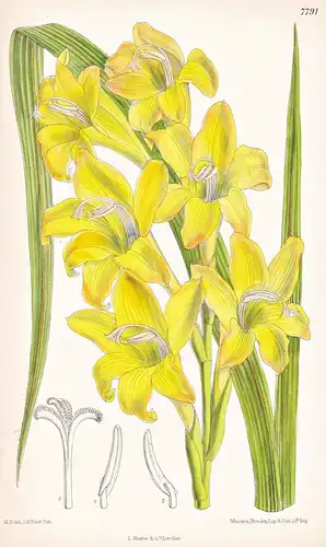 Gladiolus Sulphureus. Tab 7791 - South Africa Südafrika / Pflanze Planzen plant plants / flower flowers Blume