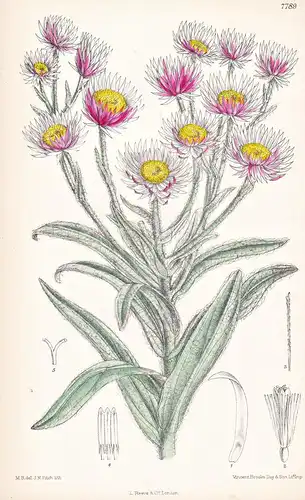 Helichrysum Gulielmi. Tab 7789 - Africa Afrika / Pflanze Planzen plant plants / flower flowers Blume Blumen /