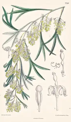 Grevillea Ornithopoda. Tab 7739 - Australia Australien / Pflanze Planzen plant plants / flower flowers Blume B
