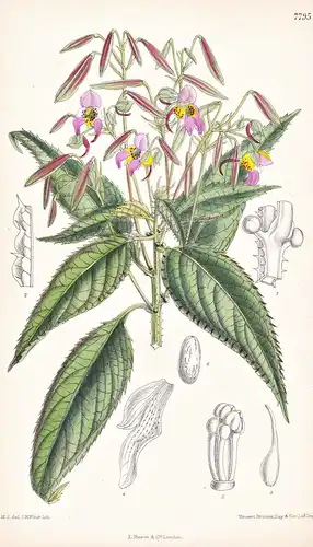 Impatiens Thomsoni. Tab 7795 - Himalaya / Pflanze Planzen plant plants / flower flowers Blume Blumen / botanic
