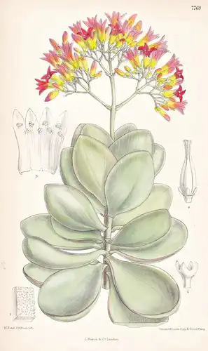 Kalanchoe Farinacea. Tab 7769 - Socrata / Pflanze Planzen plant plants / flower flowers Blume Blumen / botanic