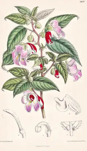 Impatiens Psittacina. Tab 7809 - Burma / Pflanze Planzen plant plants / flower flowers Blume Blumen / botanica