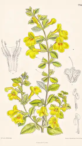 Lindenbergia Grandiflora. Tab 7738 - Himalaya / Pflanze Planzen plant plants / flower flowers Blume Blumen / b