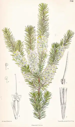 Lhotskya Ericoides. Tab 7753 - Australia Australien / Pflanze Planzen plant plants / flower flowers Blume Blum