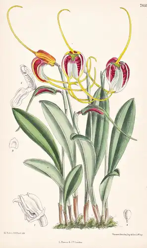 Masdevallia Schroederiana. Tab 7859 - Peru / Orchidee orchid / Pflanze Planzen plant plants / flower flowers B