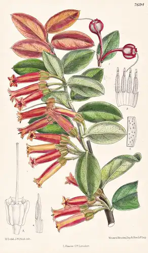 Macleania Insignis. Tab 7694 - Mexico Mexiko / Pflanze Planzen plant plants / flower flowers Blume Blumen / bo