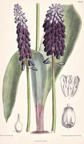 Muscari Latifolium. Tab 7843 - Asia Minor / Pflanze Planzen plant plants / flower flowers Blume Blumen / botan