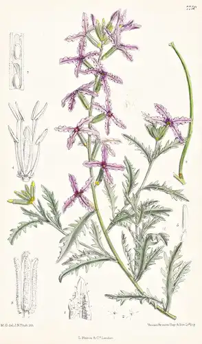 Matthiola Coronopifolia. Tab 7750 - Sicily Sizilien / Pflanze Planzen plant plants / flower flowers Blume Blum