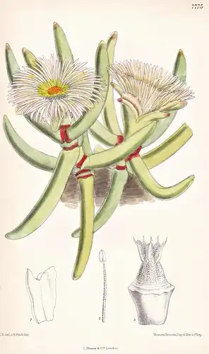 Mesembryanthemum Calamiforme. Tab 7775 - South Africa Südafrika / Pflanze Planzen plant plants / flower flower