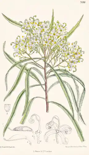 Lomatia Longifolia. Tab 7698 - Australia Australien / Pflanze Planzen plant plants / flower flowers Blume Blum