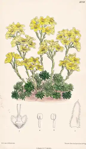 Saxifrage Apiculata. Tab 8048 - Pflanze Planzen plant plants / flower flowers Blume Blumen / botanical Botanik