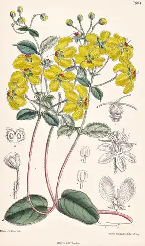 Sphedamnocarpus Pruriens. Tab 7894 - South Africa Südafrika / Pflanze Planzen plant plants / flower flowers Bl