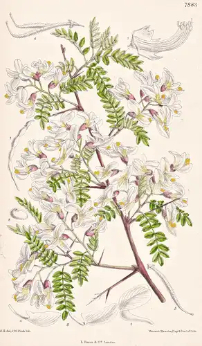 Sophora Viciifolia. Tab 7883 - China / Pflanze Planzen plant plants / flower flowers Blume Blumen / botanical