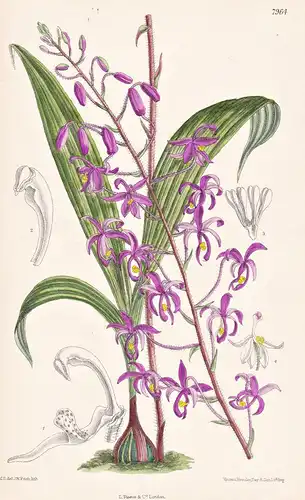 Spathoglottis Hardingiana. Tab 7964 - Burma / Pflanze Planzen plant plants / flower flowers Blume Blumen / bot