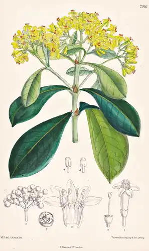 Psychotria Capensis. Tab 7916 - South Africa Südafrika / Pflanze Planzen plant plants / flower flowers Blume B