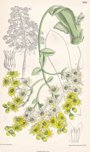 Sempervivum Urbicum. Tab 7893 - Canary Islands Kanarische Inseln / Pflanze Planzen plant plants / flower flowe