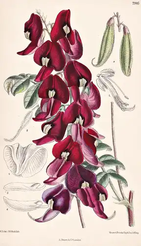 Swainsona Maccullochiana. Tab 7995 - Australia Australien / Pflanze Planzen plant plants / flower flowers Blum