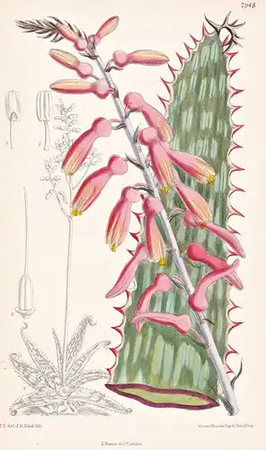 Aloe Baumii. Tab 7948 - Africa Afrika / Pflanze Planzen plant plants / flower flowers Blume Blumen / botanical