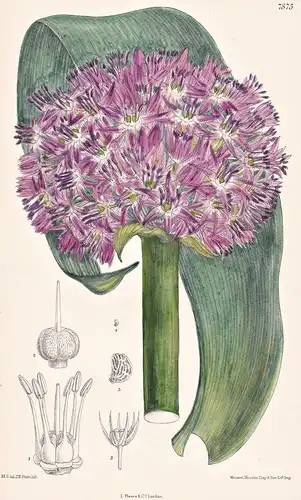 Allium Ellisii. Tab 7875 - Khorasan / Pflanze Planzen plant plants / flower flowers Blume Blumen / botanical B