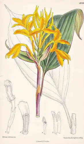 Burbidgea Schizocheila. Tab 8009 - Malay Peninsula Malaiische Halbinsel / Pflanze Planzen plant plants / flowe