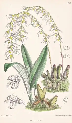 Bulpopyllum Auricomum. Tab 7938 - Burma / Orchidee orchid / Pflanze Planzen plant plants / flower flowers Blum