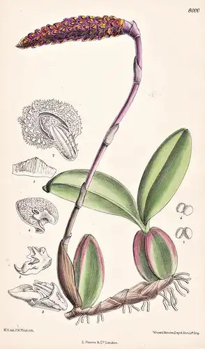 Bulbophyllum Crenulatum. Tab 8000 - Madagascar / Orchidee orchid / Pflanze Planzen plant plants / flower flowe