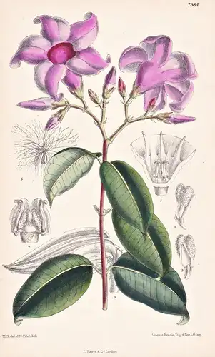 Cryptostegia Madagascariensis. Tab 7984 - Madagascar / Pflanze Planzen plant plants / flower flowers Blume Blu