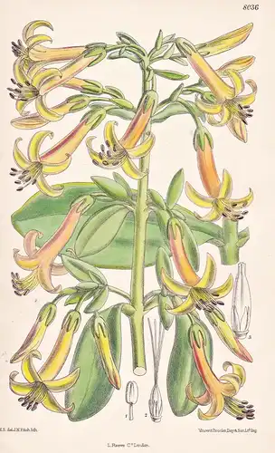 Cotyledon Insignis. Tab 8036 - Africa Afrika / Pflanze Planzen plant plants / flower flowers Blume Blumen / bo