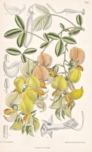Crotalaria Capensis. Tab 7950 - South Africa Südafrika / Pflanze Planzen plant plants / flower flowers Blume B